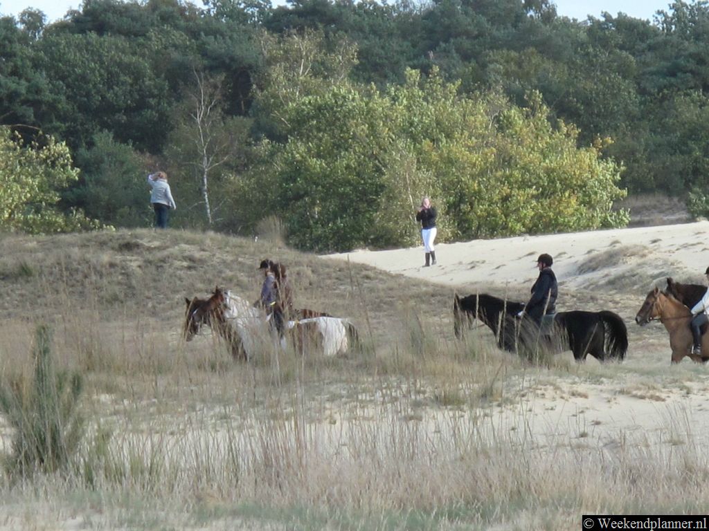 Rondom de Drunense Duinen liggen veel maneges. Er zijn dan ook veel buitenritten. Tip: Paardrijden in de Drunense Duinen.